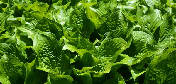 Cespuglio Verde Hosta Hosta Immagine Sfondo Della Natura Bella Hosta — Foto Stock