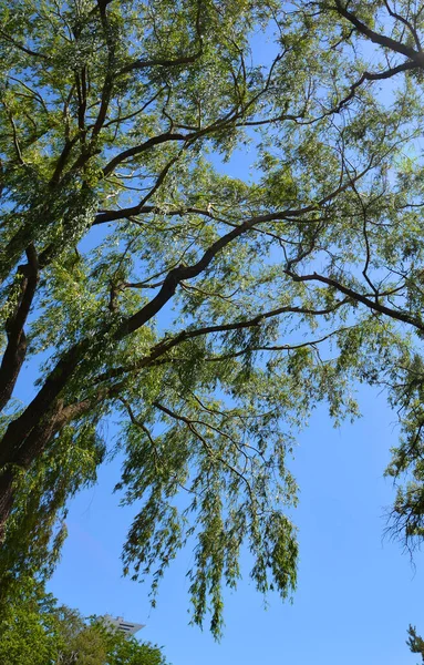 Дерево Внизу Весняного Сезону Квебеку Канада — стокове фото