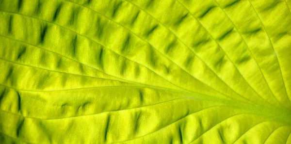 Gröna Busken Hosta Hosta Lämnar Natur Bakgrund Bild Vacker Hosta — Stockfoto