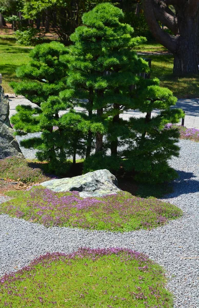 Bonsaï Géant Dans Jardin Sring Canada — Photo