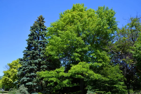 Abete Rosso Blu Verde Bianco Abete Rosso Colorado Con Nome — Foto Stock