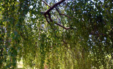 Gündüz vakti parkta ağaç dalları