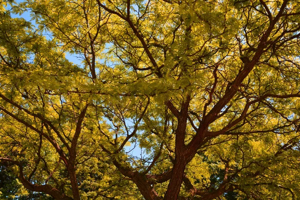 Träd Grenar Parken Dagtid — Stockfoto
