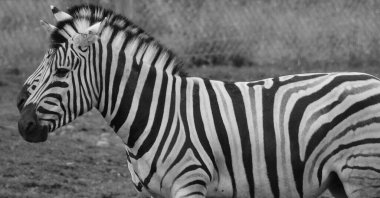 Zebralar, kendilerine özgü siyah ve beyaz çizgileriyle birleşmiş birkaç Afrika donanımı (at ailesi) türüdür.