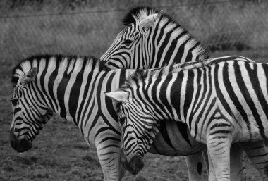 Zebralar, kendilerine özgü siyah ve beyaz çizgileriyle birleşmiş birkaç Afrika donanımı (at ailesi) türüdür.