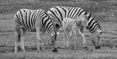 Zebralar, kendilerine özgü siyah ve beyaz çizgileriyle birleşmiş birkaç Afrika donanımı (at ailesi) türüdür.