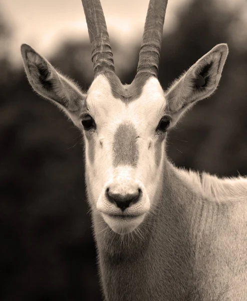 Addax Een Antilope Van Het Geslacht Addax Dat Leeft Sahara — Stockfoto