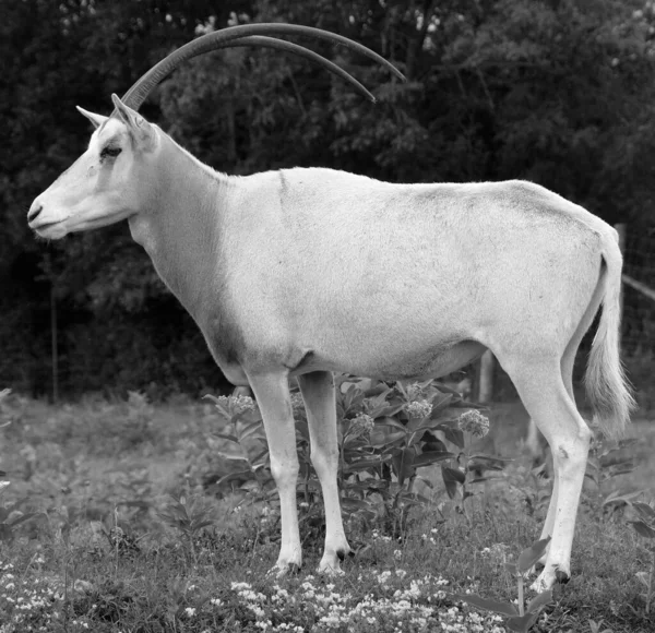 Addax Ayrıca Beyaz Antilop Screwhorn Antilobu Olarak Bilinir Sahra Çölü — Stok fotoğraf