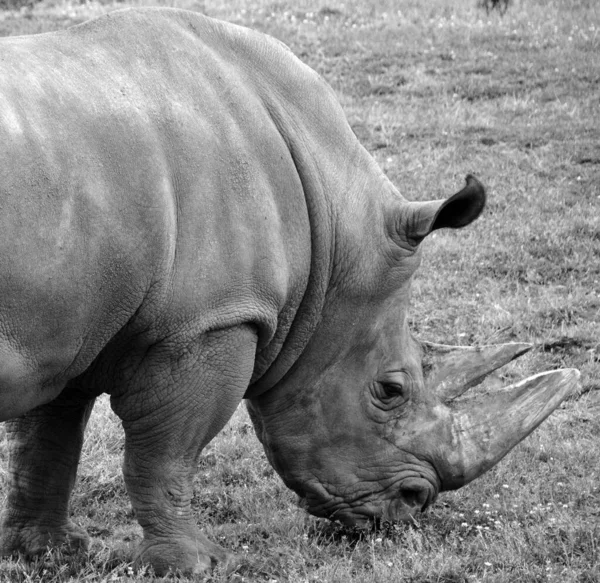 Das Breitmaulnashorn Oder Quadratlippennashorn Ist Die Größte Erhaltene Nashornart Hat — Stockfoto