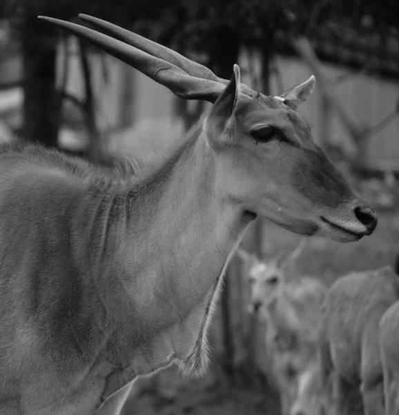 Common Elands Also Known Southern Eland Eland Antelope Savannah Plains — Stock Photo, Image