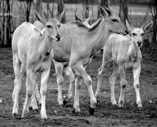 Terre Comuni Conosciute Anche Come Antilope Dell Eland Meridionale Sono — Foto Stock