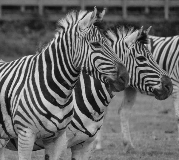 Zebras São Várias Espécies Equídeos Africanos Família Cavalos Unidos Por — Fotografia de Stock