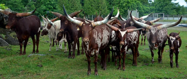 Ankole Watusi Modern American Breed Domestic Cattle Derives Ankole Group — Stock Photo, Image