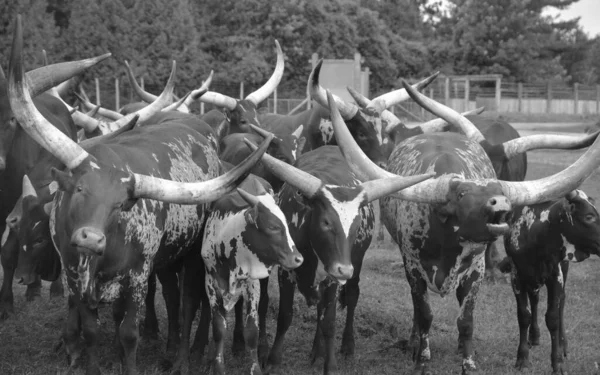 Ankole Watusi Una Raza Americana Moderna Ganado Doméstico Deriva Del —  Fotos de Stock