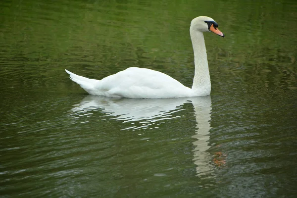 Los Cisnes Blancos Son Aves Familia Anatidae Del Género Cygnus — Foto de Stock