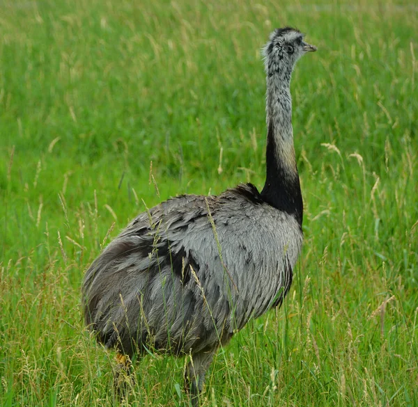 Ung Struts Grönt Gräs — Stockfoto