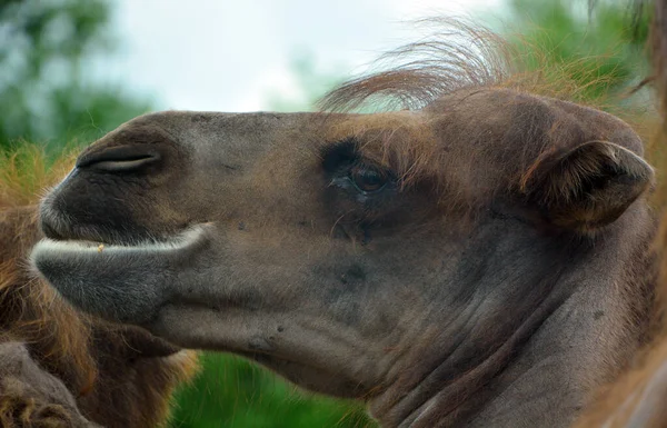 Perfil Close Cara Camelo — Fotografia de Stock