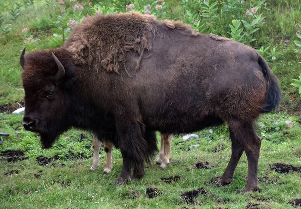 Bizony Dużymi Parzystokopytnymi Kopytnymi Rodzaju Bison Podrodzinie Bovinae — Zdjęcie stockowe