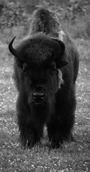 Les Bisons Sont Grands Ongulés Doigts Pairs Genre Bison Sein — Photo