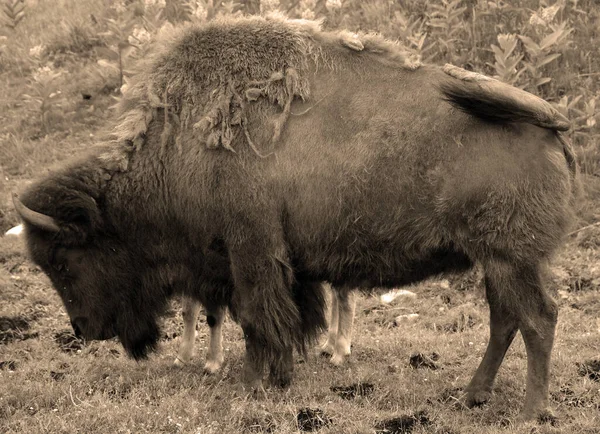 Los Bisontes Son Ungulados Grandes Uniformes Del Género Bison Dentro — Foto de Stock