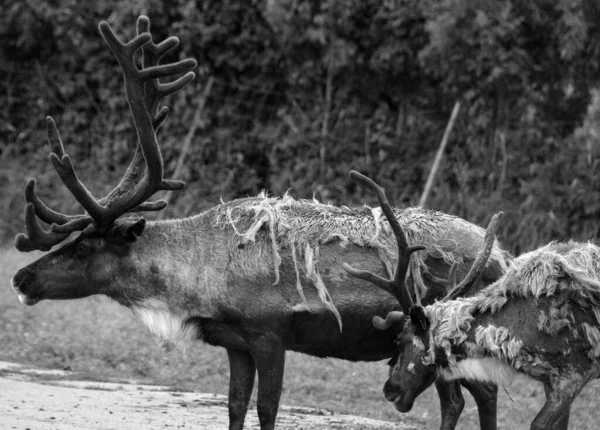 The reindeer, caribou in North America is a species of deer, native to arctic, subarctic, tundra, boreal, and mountainous regions of northern Europe, Siberia, and North America.