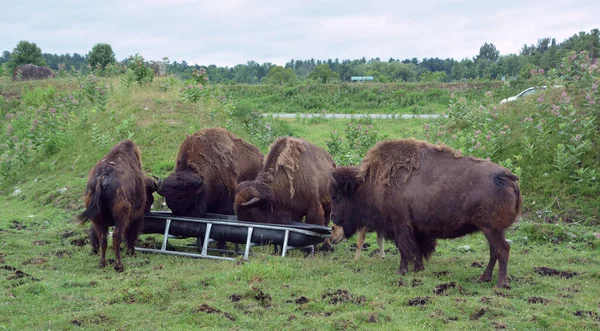 Bison Uma Espécie Ungulados Gênero Bison Pertencente Subfamília Bovinae — Fotografia de Stock