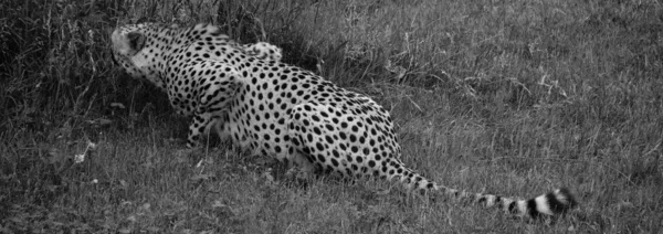 Çita Afrika Nın Büyük Bir Kısmında Orta Doğu Nun Bir — Stok fotoğraf