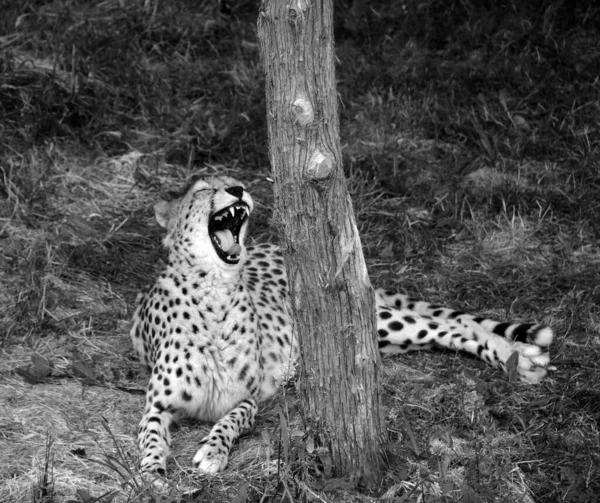 Cheetah Large Sized Feline Inhabiting Most Africa Part Middle East — Stock Photo, Image