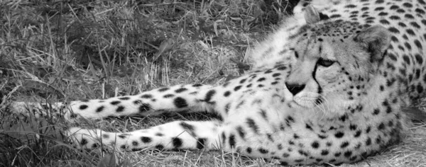Cheetah Felino Grande Porte Que Habita Maior Parte África Parte — Fotografia de Stock