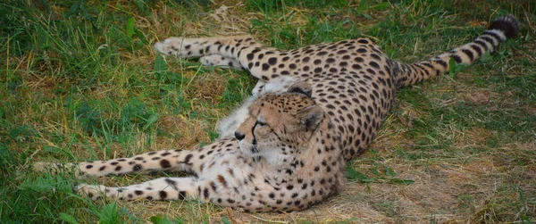 Cheetah Felino Gran Tamaño Que Habita Mayor Parte África Parte —  Fotos de Stock