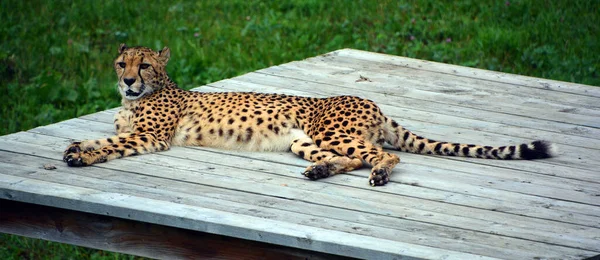 Cheetah Felino Gran Tamaño Que Habita Mayor Parte África Parte — Foto de Stock