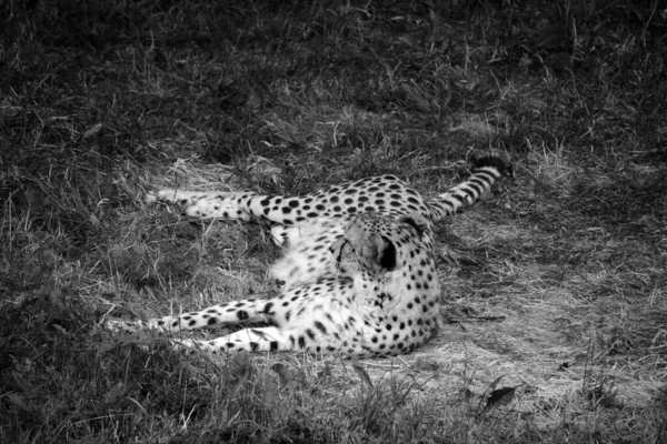 Cheetah Είναι Ένα Μεγάλο Μέγεθος Αιλουροειδών Που Κατοικούν Μεγαλύτερο Μέρος — Φωτογραφία Αρχείου