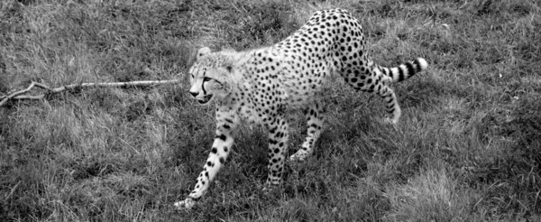 Gepárd Egy Nagy Méretű Macska Amely Afrika Nagy Részén Közel — Stock Fotó