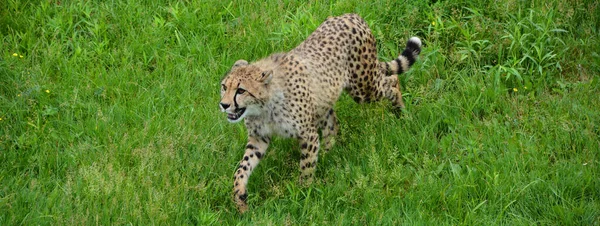 Gepard Velká Kočičí Šelma Která Obývá Většinu Afriky Část Blízkého — Stock fotografie