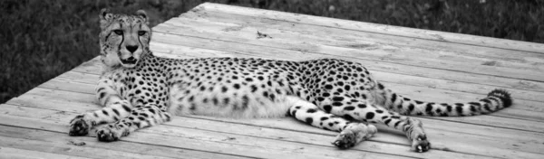 Cheetah Είναι Ένα Μεγάλο Μέγεθος Αιλουροειδών Που Κατοικούν Μεγαλύτερο Μέρος — Φωτογραφία Αρχείου