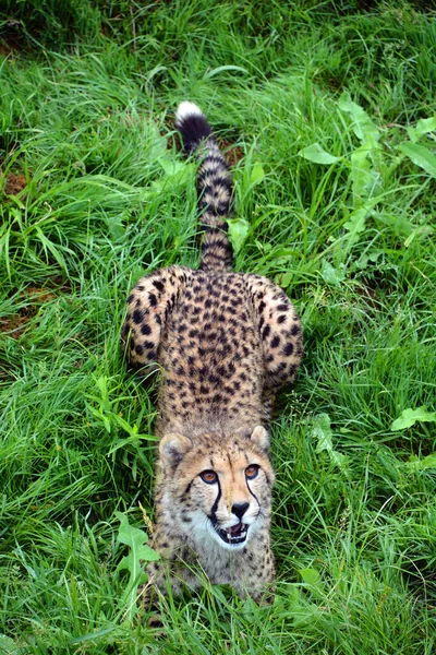 Гепард Англ Cheetah Велика Кішка Живе Більшій Частині Африки Частині — стокове фото