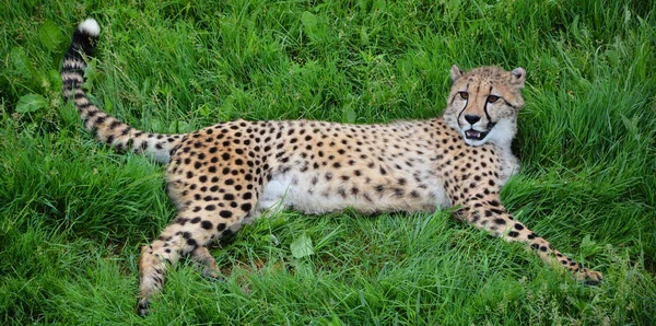 Cheetah Een Grote Katachtige Die Het Grootste Deel Van Afrika — Stockfoto