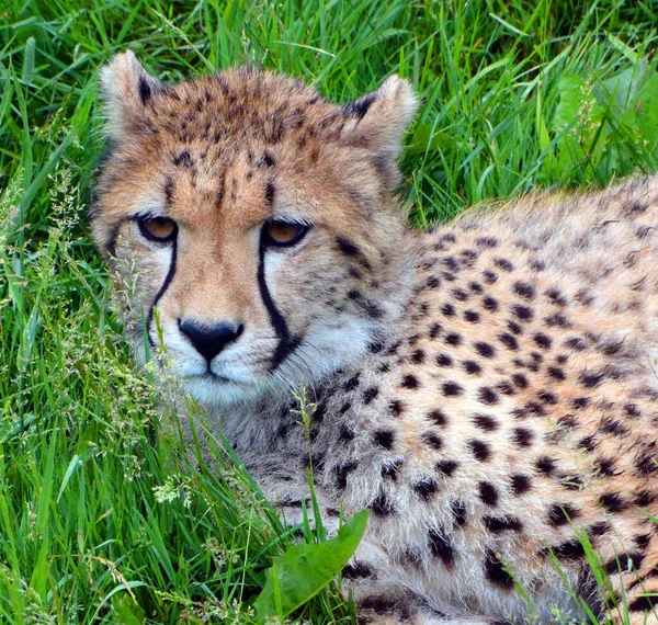 Cheetah Felino Grande Porte Que Habita Maior Parte África Parte — Fotografia de Stock