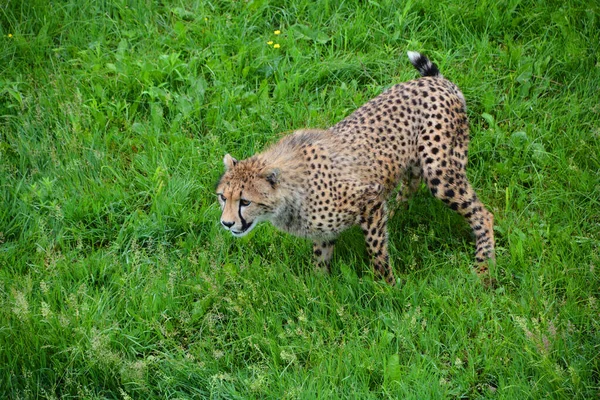 猎豹是一种大型的猫科动物 栖息在非洲的大部分地区和中东的一部分 猎豹是阿基诺尼克斯属的唯一现存成员 最引人注目的是对物种爪子的修改 — 图库照片