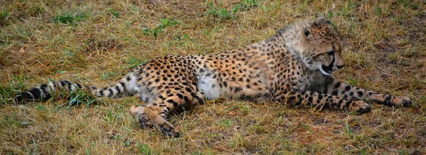 猎豹是一种大型的猫科动物 栖息在非洲的大部分地区和中东的一部分 猎豹是阿基诺尼克斯属的唯一现存成员 最引人注目的是对物种爪子的修改 — 图库照片