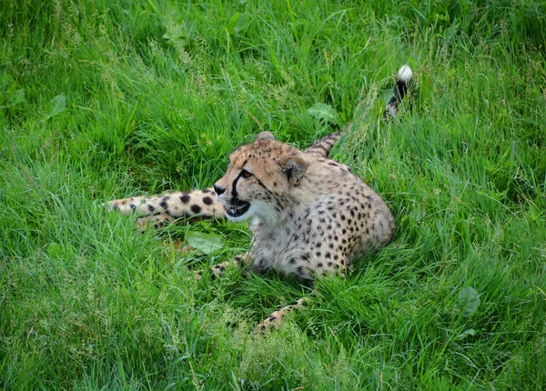 Cheetah Είναι Ένα Μεγάλο Μέγεθος Αιλουροειδών Που Κατοικούν Μεγαλύτερο Μέρος — Φωτογραφία Αρχείου