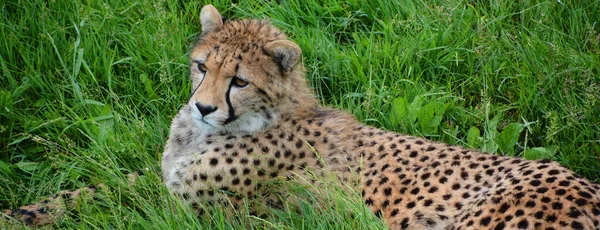 Cheetah Ist Ein Großformatiger Katzentier Der Den Größten Teil Afrikas — Stockfoto