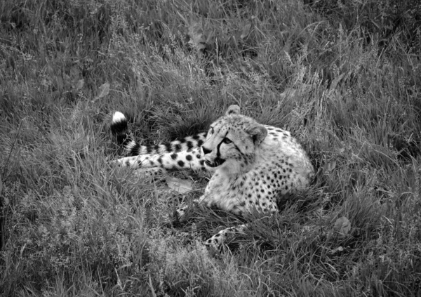 Cheetah Felino Grande Porte Que Habita Maior Parte África Parte — Fotografia de Stock