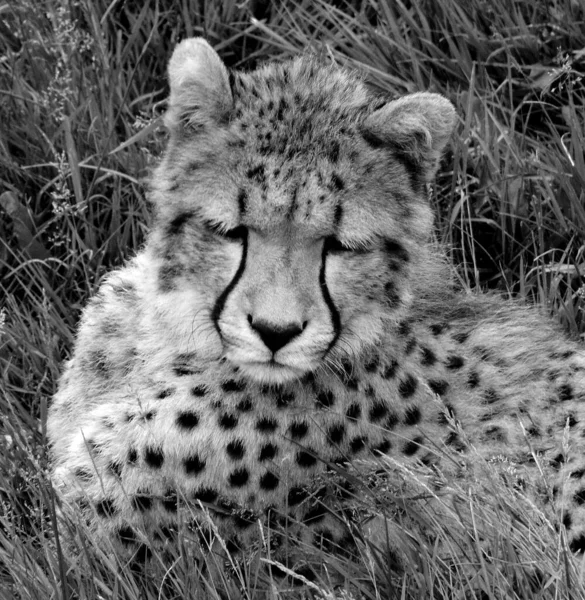 Cheetah Een Grote Katachtige Die Het Grootste Deel Van Afrika — Stockfoto