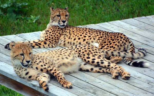 Cheetah Een Grote Katachtige Die Het Grootste Deel Van Afrika — Stockfoto