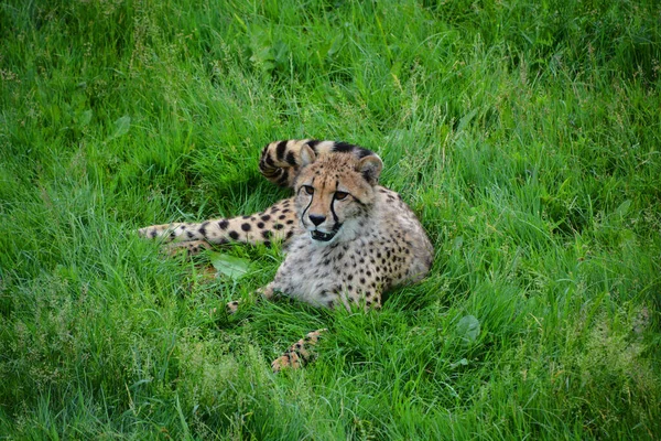 Cheetah Felino Gran Tamaño Que Habita Mayor Parte África Parte — Foto de Stock