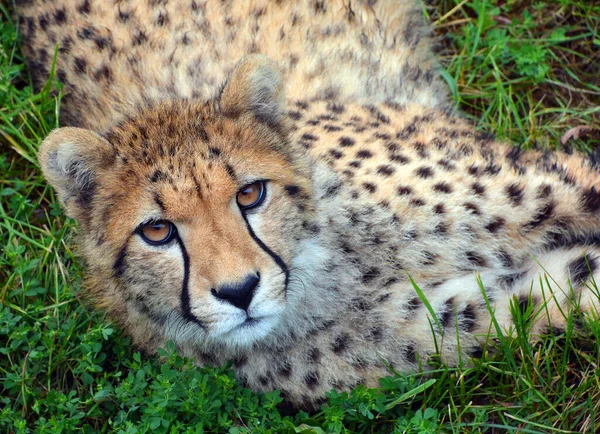 Cheetah Een Grote Katachtige Die Het Grootste Deel Van Afrika — Stockfoto