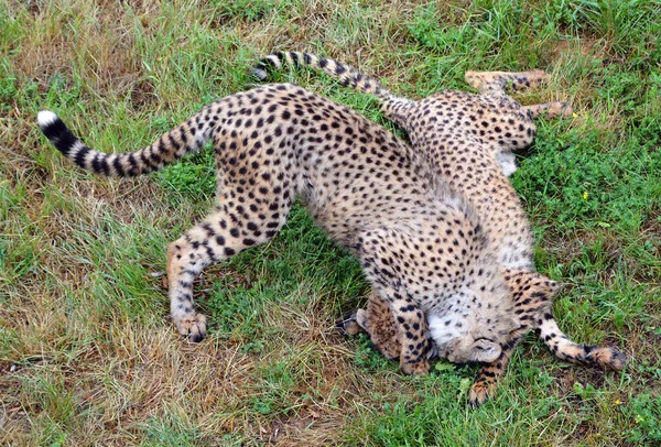 Cheetah Felino Gran Tamaño Que Habita Mayor Parte África Parte —  Fotos de Stock
