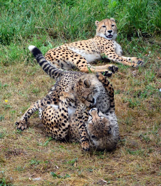 Cheetah Felino Gran Tamaño Que Habita Mayor Parte África Parte —  Fotos de Stock