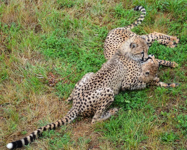 Cheetah Είναι Ένα Μεγάλο Μέγεθος Αιλουροειδών Που Κατοικούν Μεγαλύτερο Μέρος — Φωτογραφία Αρχείου